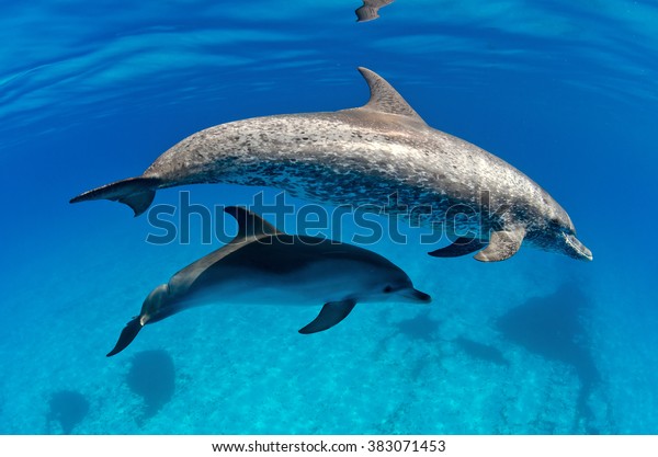 An Atlantic spotted mother dolphin with her baby\
in the waters of the Bahamas