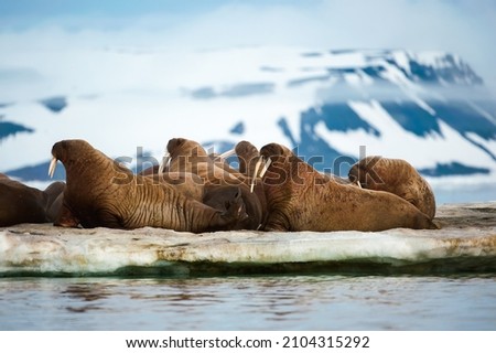 Atlantic Walruses on the floating ice. Franz Josef Land