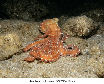 Atlantic white-spotted octopus at night - Powered by Shutterstock