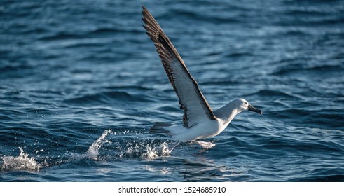 Atlantic yellow-nosed albatross takes off, running on the water. Scientific name: Thalassarche chlororhynchos. Cape Point. South Africa. 
