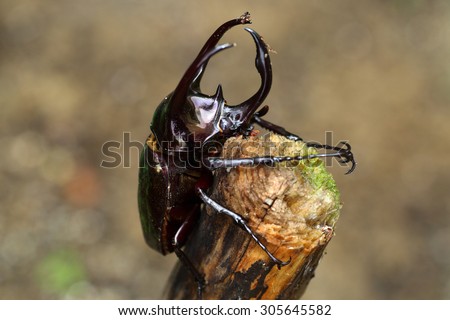 Atlas beetle (Chalcosoma atlas) in Philippines