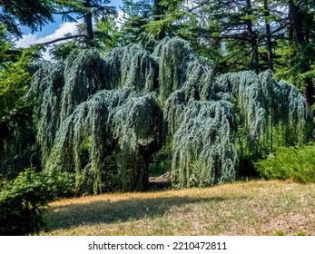 Atlas Cedar Among The Trees