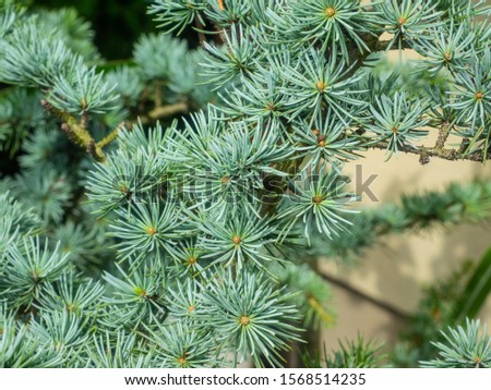 Atlas cedar (Cedrus atlantica) is a cedar native to the Atlas Mountains of Morocco.