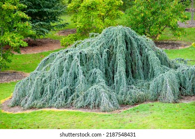 Atlas Cedar In The Park