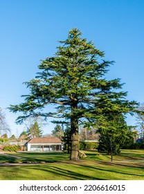 Atlas Cedar Tree In Park.