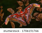 Atlas Moth - Attacus atlas, beautiful large iconic moth from Asian forests and woodlands, Borneo, Indonesia.