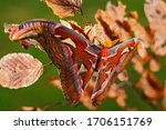 Atlas Moth - Attacus atlas, beautiful large iconic moth from Asian forests and woodlands, Borneo, Indonesia.