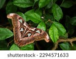 Atlas Moth - Attacus atlas, beautiful large iconic moth from Asian forests and woodlands, Borneo, Indonesia.