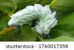 Atlas at moth (Attacus atlas) Is a large saturniid moth found in the tropical and subtropical forests of Southeast Asia and commonly found in the Malay Archipelago.