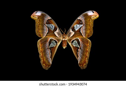 atlas moth mariposa sobre