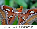 The Atlas Moth flaunts its brightly patterned wings amidst green foliage, adding a touch of exotic beauty to its natural surroundings. A calming encounter with one of nature