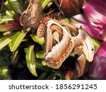 Atlas moth, Giant moth / Kind of Lepidoptera in Thailand     