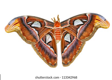 Atlas Moth Isolated On White