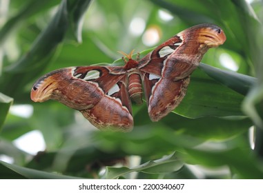 Atlas Moth A Large Silk Moth