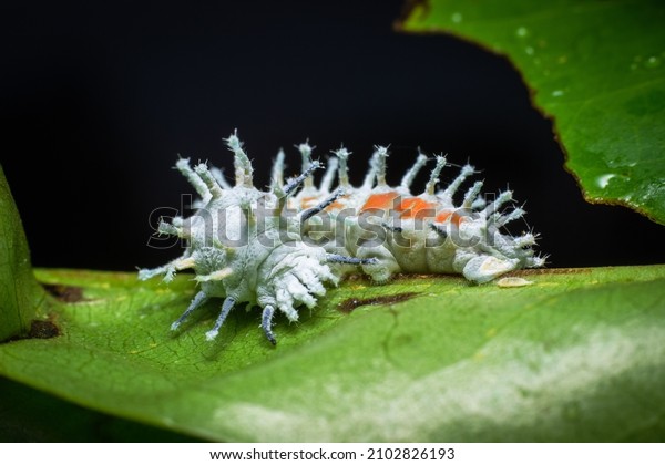 Atlas Moth Larva- Attacus\
atlas