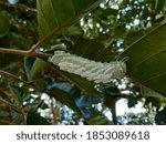 Atlas moth,Attacus atlas
Large caterpillars eat santol leaves.