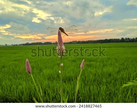 atmosphere in the fields: the atmosphere in the fields during the day is so beautiful, it increases work enthusiasm