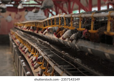 atmosphere of a laying hen farm,laying hens are being fed - Powered by Shutterstock