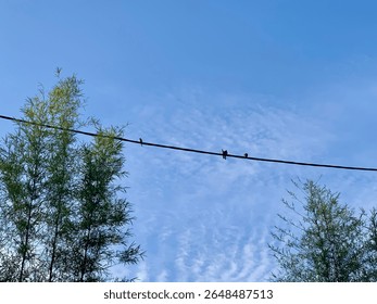 The atmosphere in the morning. Several birds perch on the power line. With a backdrop of a blue cloudy sky and ornamental bamboo plants.