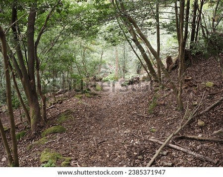 The atmosphere of a path in a Japanese forest leading to a village.