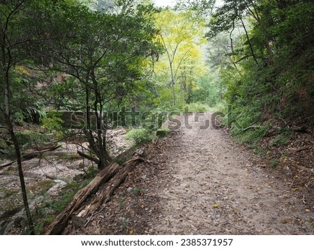 The atmosphere of a path in a Japanese forest leading to a village.