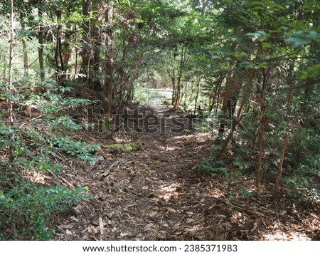 The atmosphere of a path in a Japanese forest leading to a village.