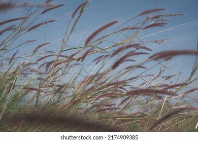 36,174 Weeds Wind Images, Stock Photos & Vectors 