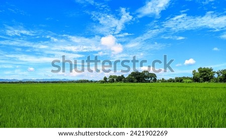 atmosphere in the rice fields: atmosphere in the rice fields in the afternoon is so beautiful that it increases work enthusiasm