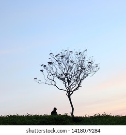 The Atmosphere Of The Tea Plantation In Lembang, West Java, Indonesia