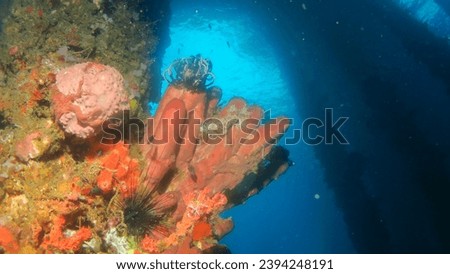 Atmosphere underwater images of corals, sponges and anemones growing on the concrete pillars of a jetty or quay, with topical reef fish and unusual critters         