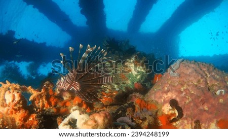 Atmosphere underwater images of corals, sponges and anemones growing on the concrete pillars of a jetty or quay, with topical reef fish and unusual critters         