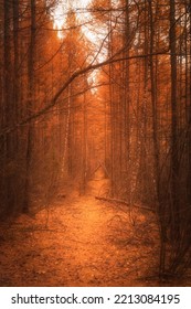 Atmospheric Autumn Scary Forest Path. Creepy But Inviting.