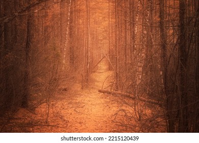 Atmospheric Autumn Scary Forest Path. Creepy But Inviting.