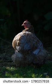 Atmospheric And Cinematic Effect. This Portrait From Behind An Orange Pet Pekin Bantam Chicken Is Harshly Side Lit With A Plain Dark Background.