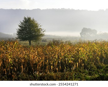 Atmospheric cornfield and lonely tree in fog, autumn calm mood - Powered by Shutterstock