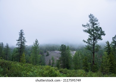 Atmospheric forest landscape with coniferous trees in low clouds in rainy weather. Bleak dense fog in dark forest under gray cloudy sky in rain. Mysterious scenery with coniferous forest in thick fog. - Shutterstock ID 2117595749