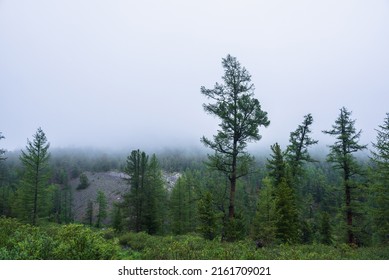 Atmospheric forest landscape with coniferous trees in low clouds in rainy weather. Bleak dense fog in dark forest under gray cloudy sky in rain. Mysterious scenery with coniferous forest in thick fog.