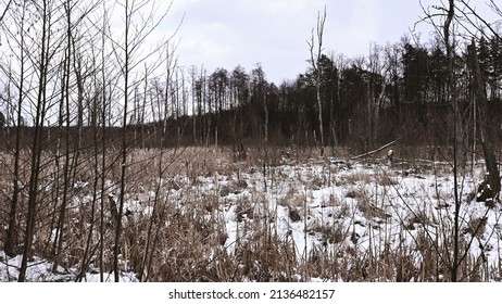 Atmospheric Forest Landscape. Swamp Under The Snow, Dangerous Swamp, Grass Grows Through The Snow, Dead Trees In The Swamp