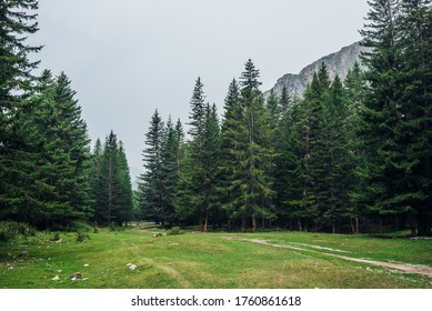 Atmospheric green forest landscape with firs in mountains. Minimalist scenery with edge coniferous forest and rocks in light mist. View to conifer trees and rocks in light haze. Mountain woodland. - Shutterstock ID 1760861618