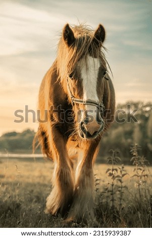 Similar – Foto Bild Misstrauisch Natur