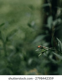 Atmospheric image of a lightning bug partially concealed within native summer foliage.