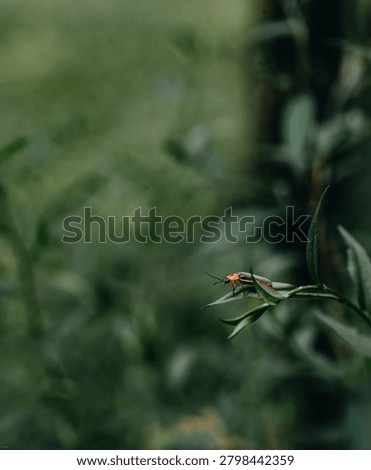 Atmospheric image of a lightning bug partially concealed within native summer foliage.