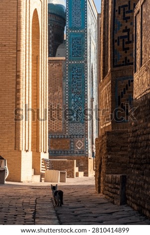 Atmospheric impression of a cat walking through the Shah-I-Zinda mausoleums in historic Samarkand.