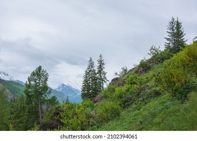 Atmospheric landscape with coniferous trees and lush thickets on green hillside with view to high snow mountains ​in rainy low clouds. Beautiful mountain scenery with forest under gray cloudy sky.