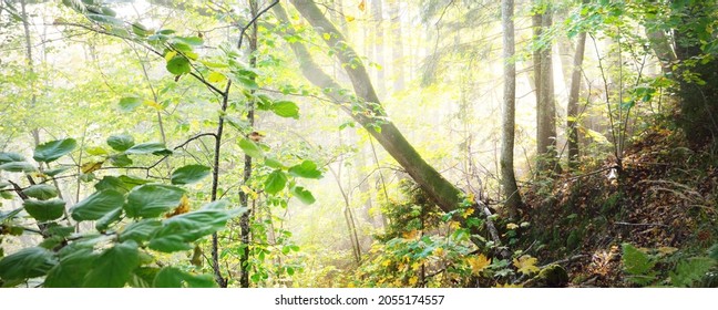 Atmospheric landscape of the forest hills in a fog at sunrise. Soft light, sunbeams. Green trees, colorful leaves, moss, fern, plants close-up. Sigulda, Latvia. Ecology, seasons, autumn, eco tourism - Powered by Shutterstock