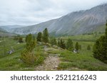 Atmospheric mountain landscape with sparse coniferous trees among lush flora in alpine valley in rainy weather. Dramatic view to open conifer forest and thickets on green hill under grey cloudy sky.