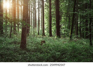 Atmospheric mystical autumn landscape. Beautiful morning mystical forest landscape with green moss and rhythmic trees. High quality photo. - Powered by Shutterstock