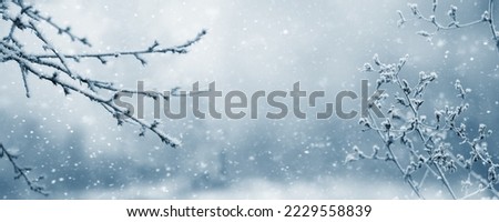Atmospheric winter view with frost covered tree branches and dry plants in forest on blurred background during snowfall