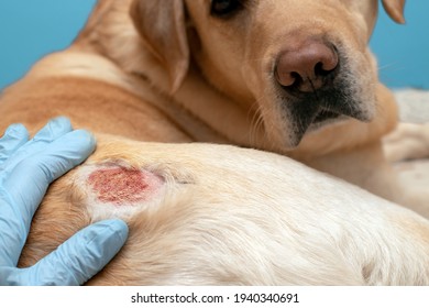 Atopic Dermatitis In A Dog. Allergic Reaction In Animals.