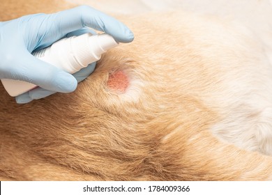 
Atopic Dermatitis In Dogs In Summer. Open Purulent Wound On The Surface, Treatment, Debridement Of The Animal's Wound.